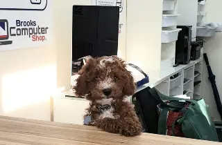 Thomas the shop dog, a brown and white puppy, sitting at the Brooks Computer Shop service counter.